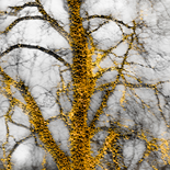 Baumgold II (aus der Serie BAUM.GOLD), 2017

Pigmentprint auf Alu-Dibond, 40 x 40 cm
Unikat (1/1), rückseitig signiert und beschriftet

Ausrufpreis: 350,-