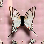„Schwalbenschwanz in Pink mit drei Dolchen“, 2019 

C-Print auf Alu-Dibond, 50 x 50cm 
1/7 + 2 AP, rückseitig signiert, datiert und beschriftet

AUSRUFPREIS: 490.-