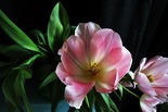 Tulpe, 2013

Digitaler Farbprint, 40 x 60 cm, gerahmt
1/5 + 2 AP, rückseitig signiert, beschriftet und nummeriert

Ausrufpreis: 450,-